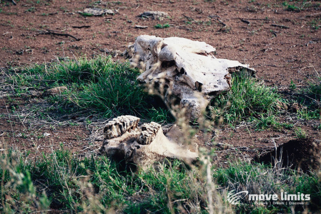 Safari im Krüger Nationalpark in Südafrika - Skelett Elefantenschaedel - movelimits.de