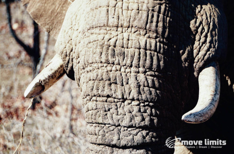 Safari im Krueger Nationalpark in Suedafrika - Elefant Nahaufnahmen - movelimits.de