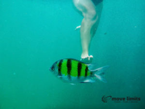 Schnorcheln im Paradies - Krab Thailand - Nicht auf die Fische treten - movelimits.de